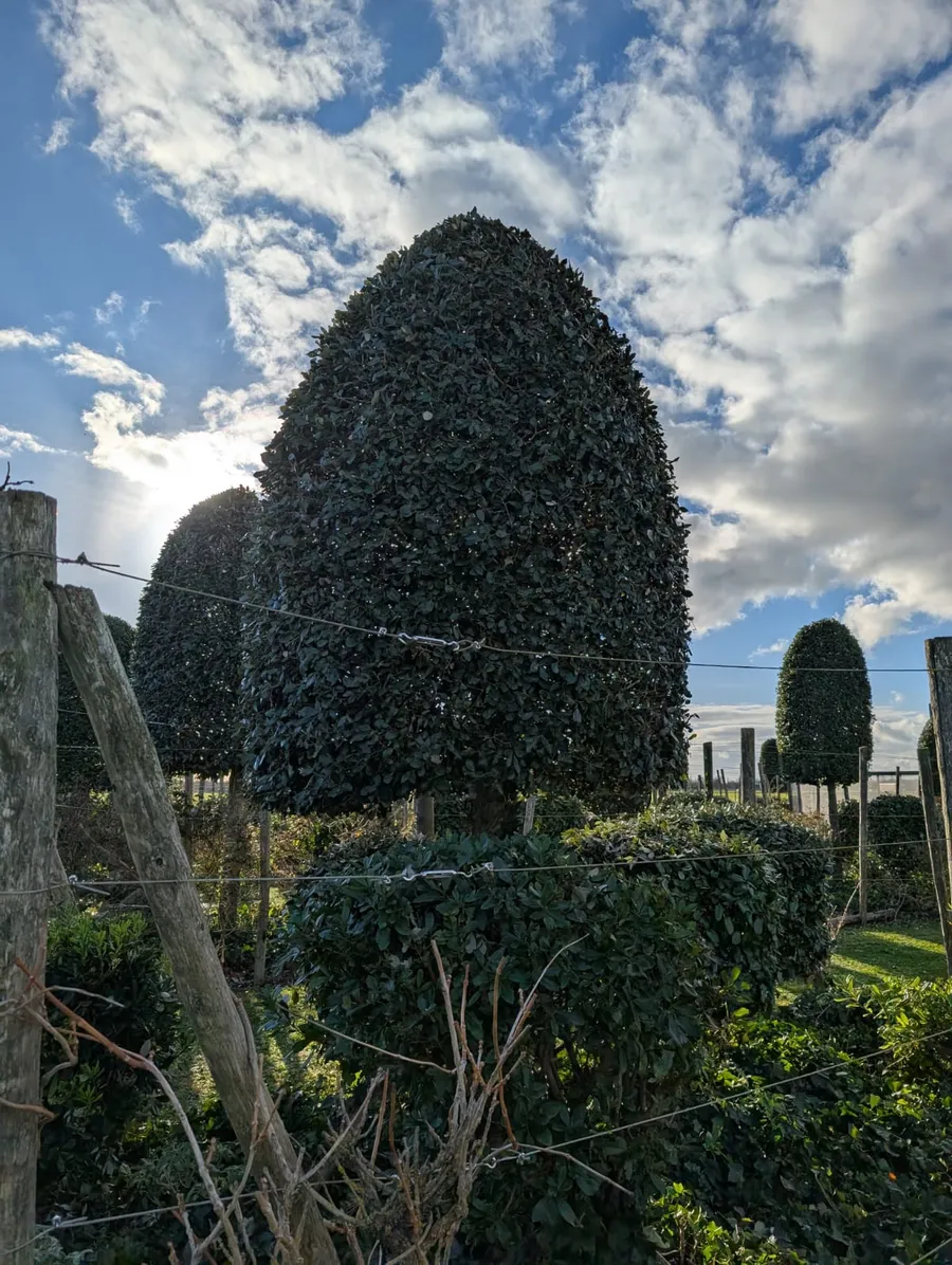 realisation-entretien-allee-jardin-crea-decor-paysagiste-les-essarts (1)